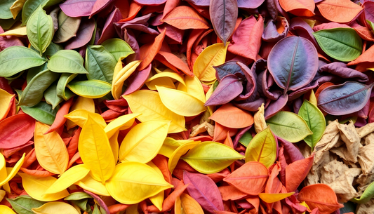 A variety of tea leaves in vibrant colors
